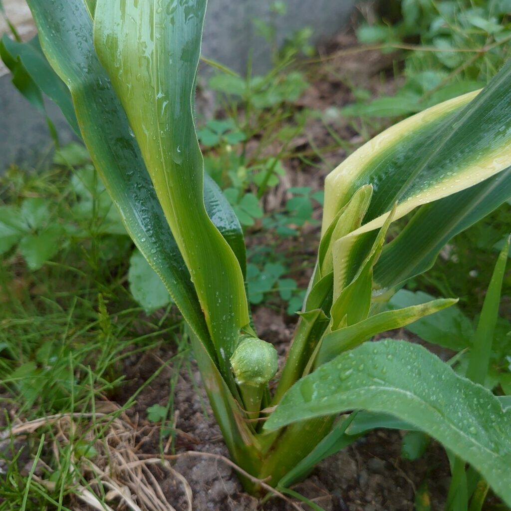 コーンビッグ露地⑤-2025/7/15