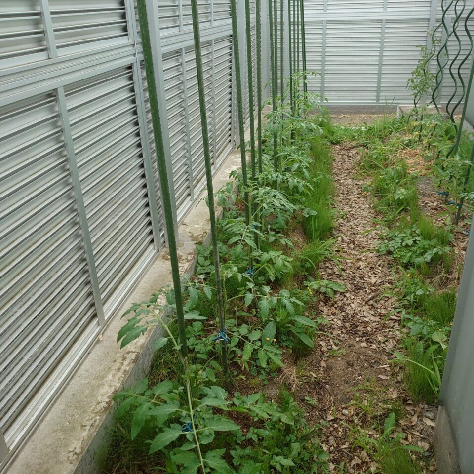 イタリアン、あまうま、フルティカ露地-2025/7/15