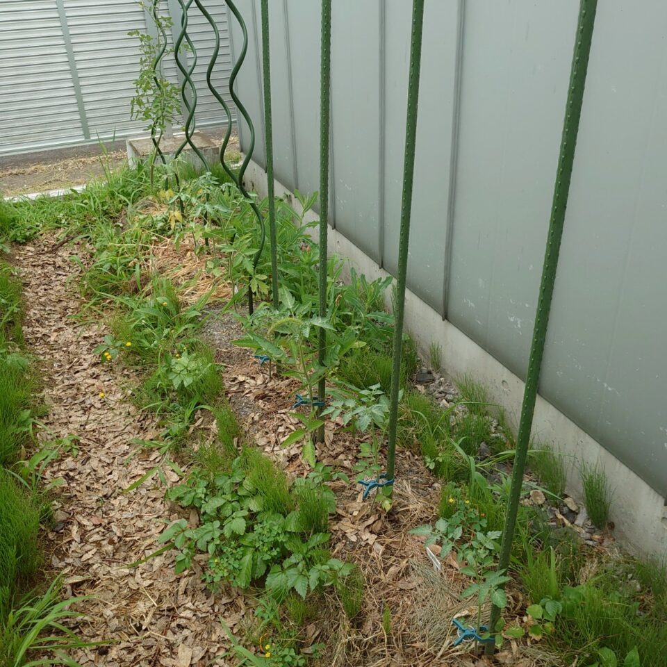 千恋、イタリアン、あまうま、フルティカ露地-2025/7/15