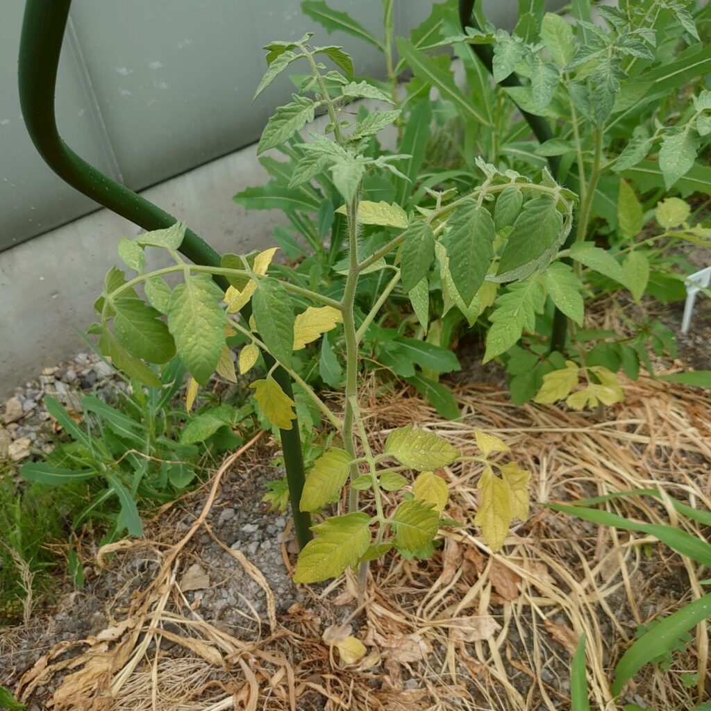 フルティカ路地①-2025/7/15