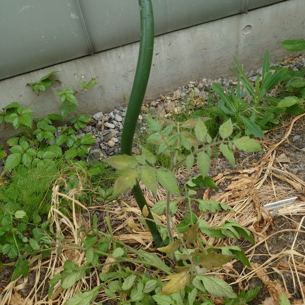 フルティカ路地②-2025/7/15