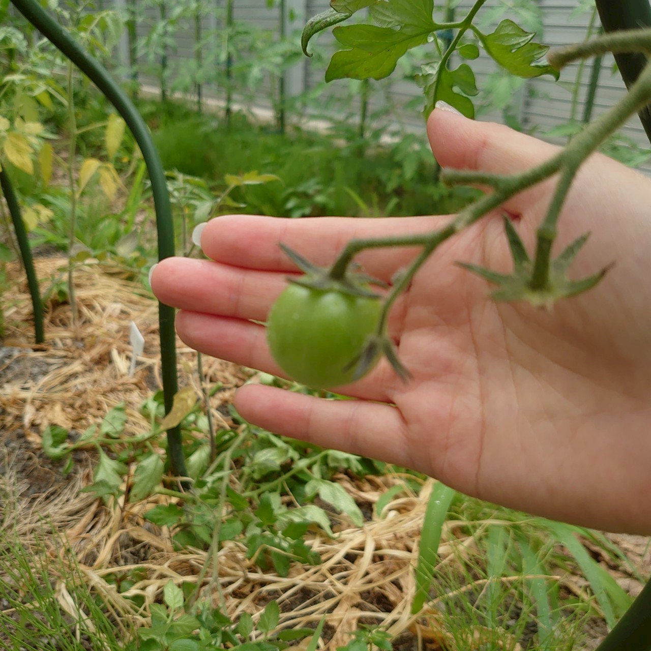 フルティカ路地③-2025/7/15