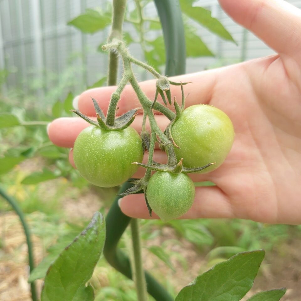 フルティカ路地④-2025/7/15