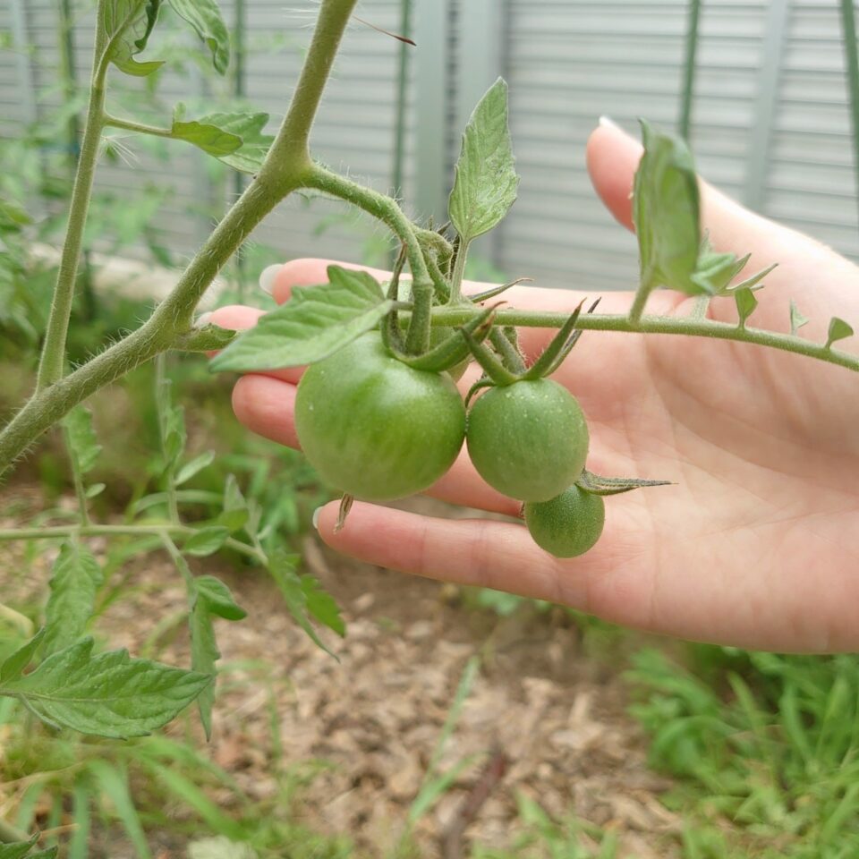 フルティカ路地⑤-2025/7/15