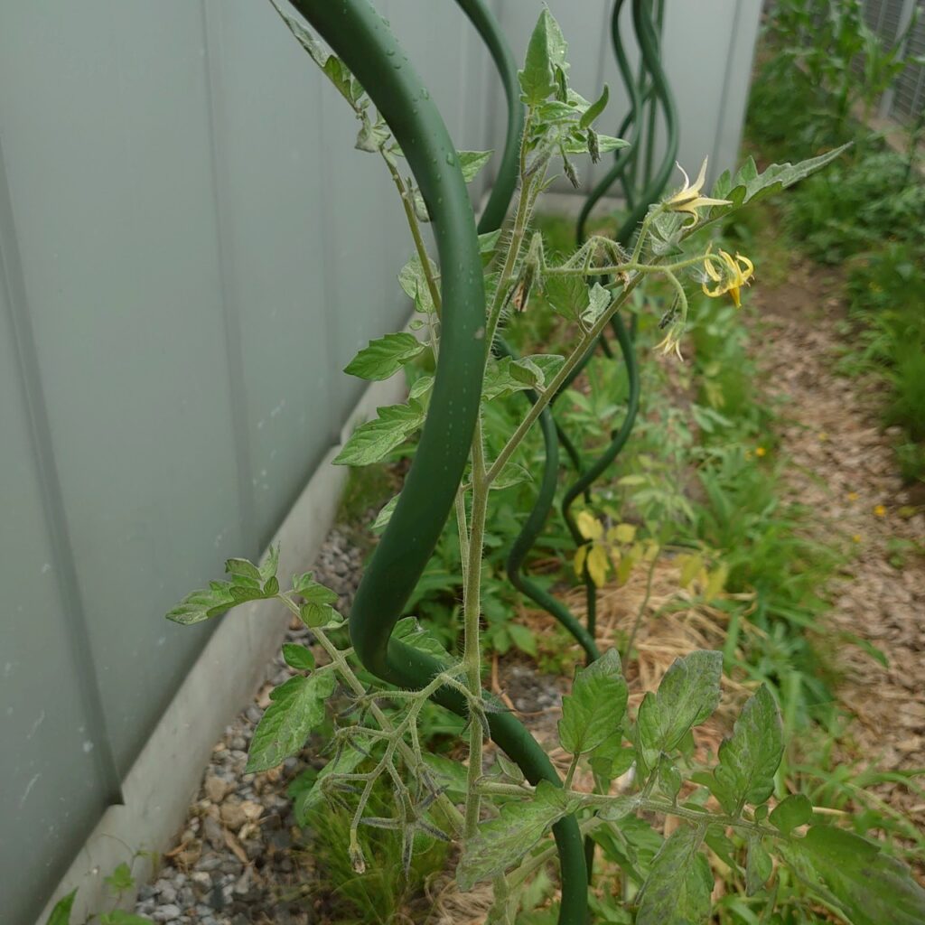 フルティカ路地⑥-2025/7/15