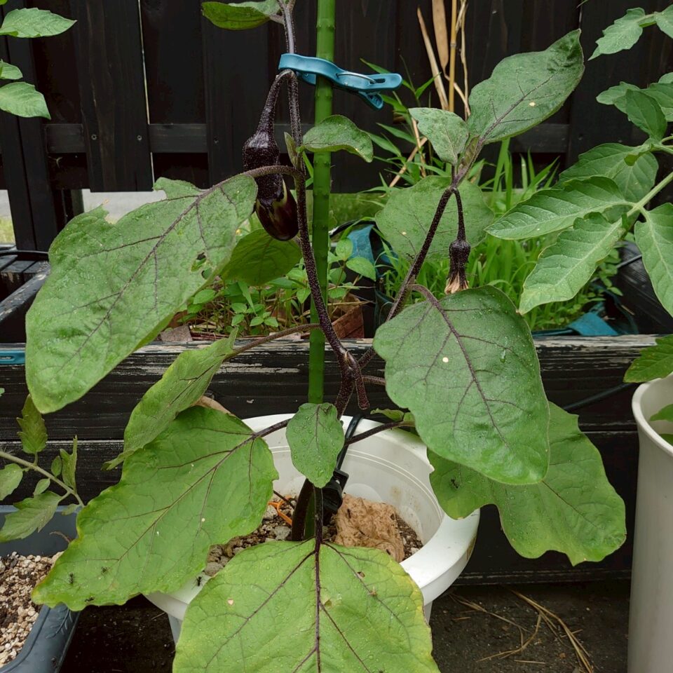 なすプランター-2025/7/15