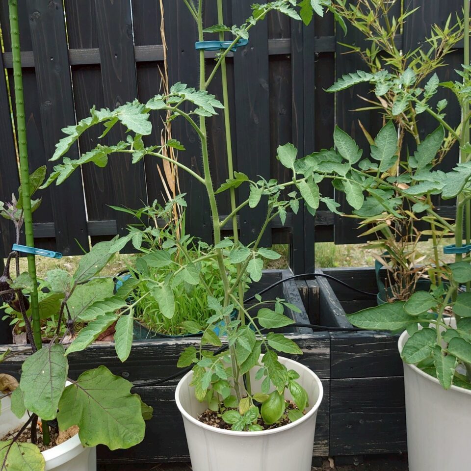 イタリアントマトプランター①-2025/7/15