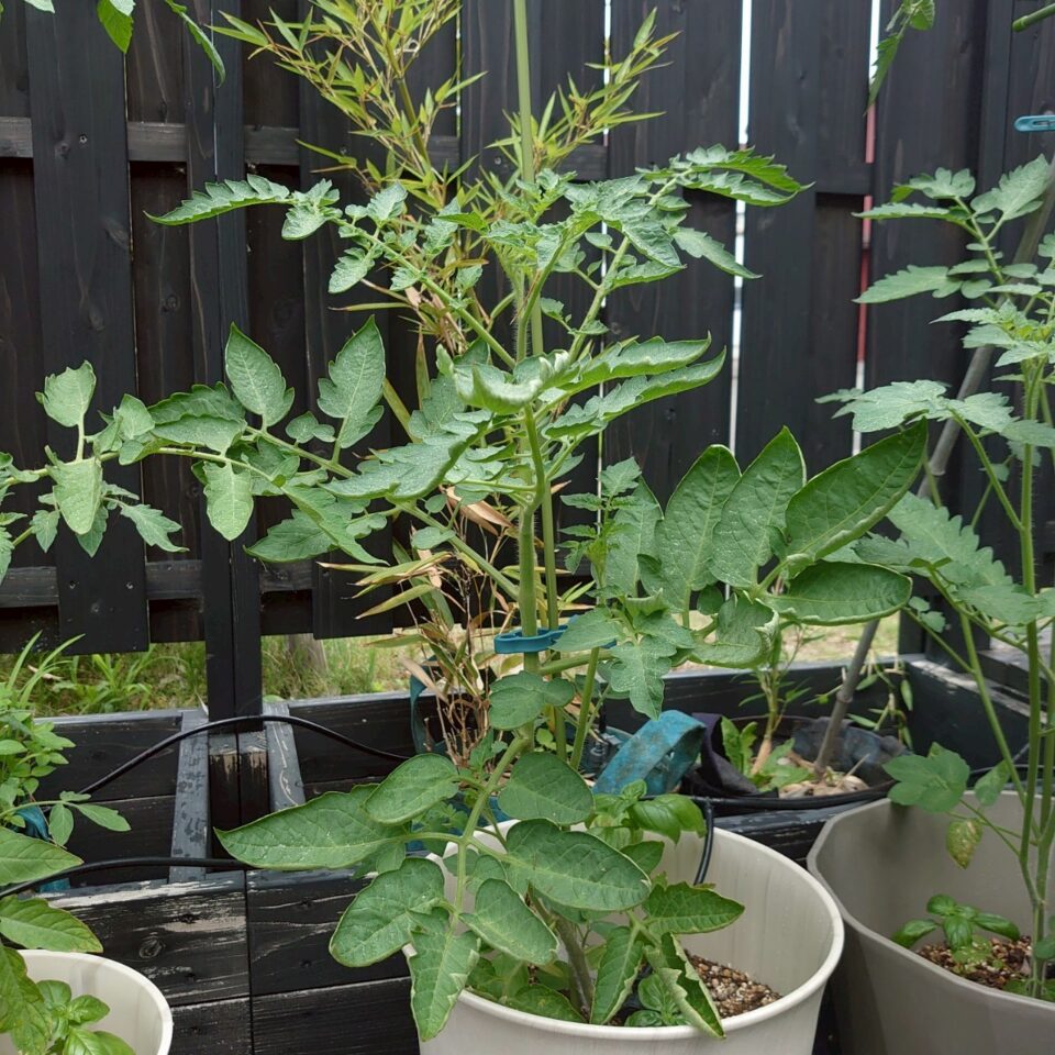 イタリアントマトプランター②-2025/7/15