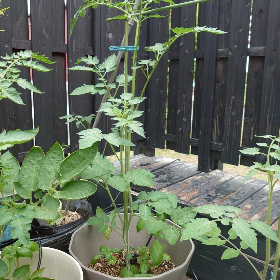 イタリアントマトプランター③-2025/7/15