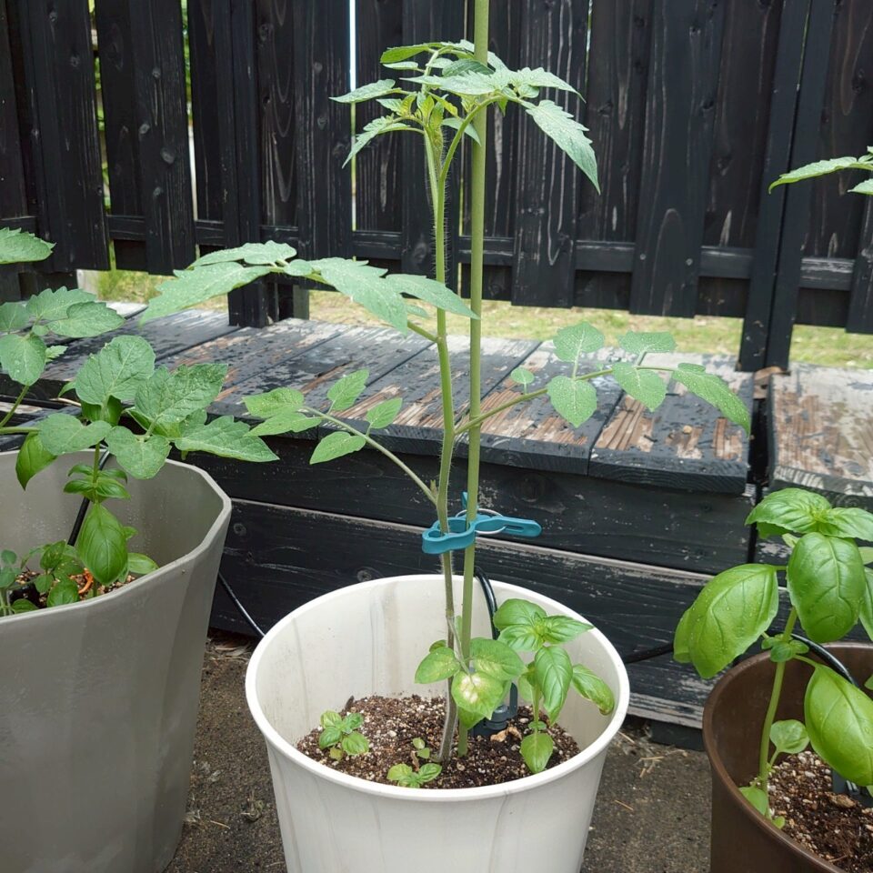イタリアントマトプランター④-2025/7/15