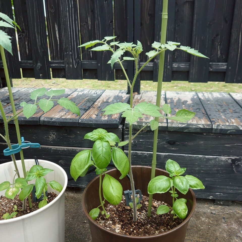 イタリアントマトプランター⑤-2025/7/15