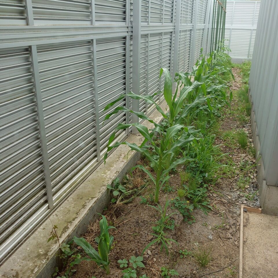 コーンビッグ露地①-2025/7/15