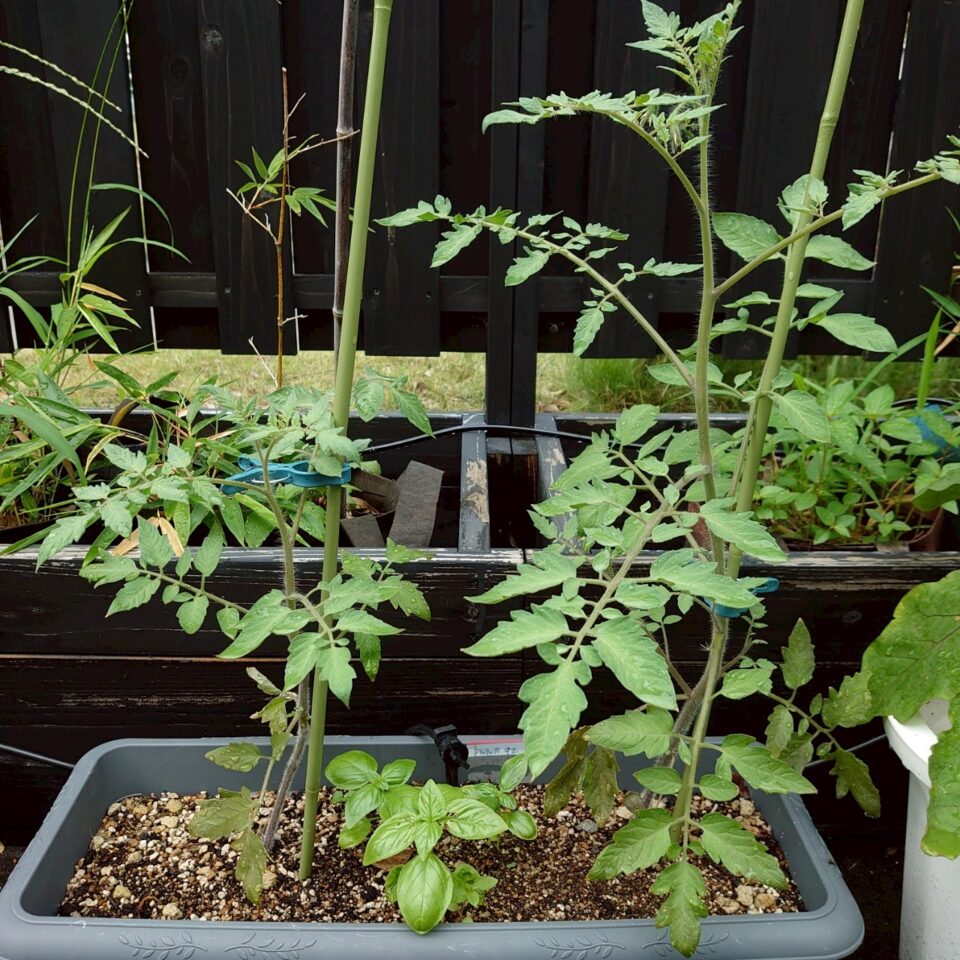 フルティカプランター①-2025/7/16