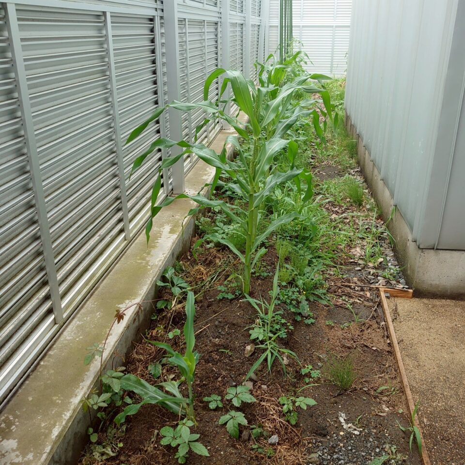 コーンビッグ露地①-2025/7/16