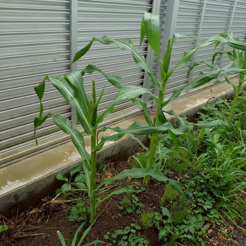 コーンビッグ露地②-2025/7/16