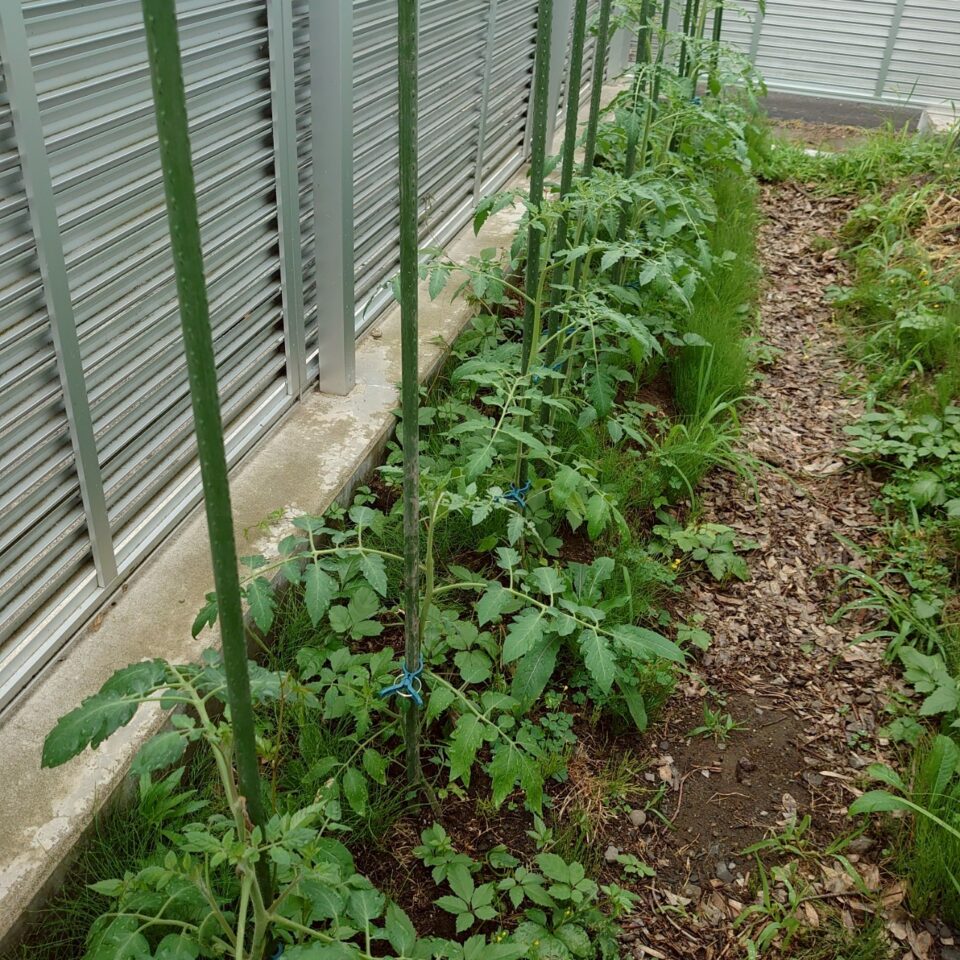 イタリアン、あまうま、フルティカ露地-2025/7/16