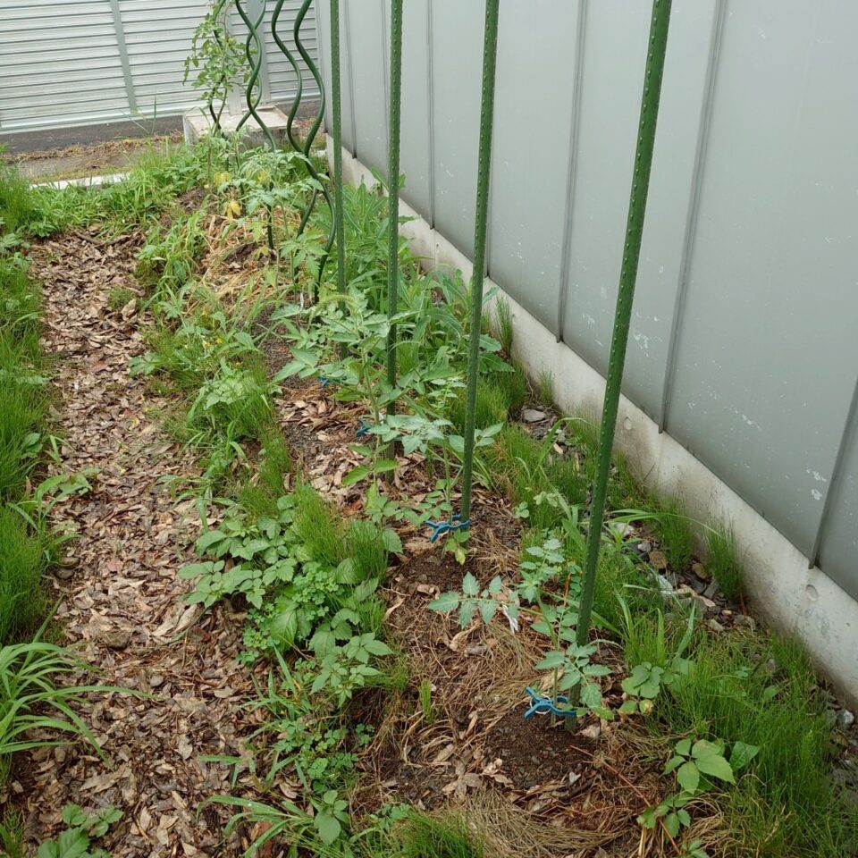 千恋、イタリアン、あまうま、フルティカ露地-2025/7/16