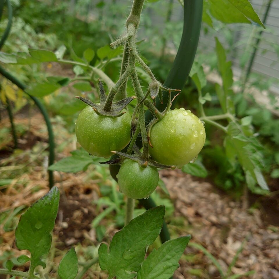 フルティカ路地③-2025/7/16