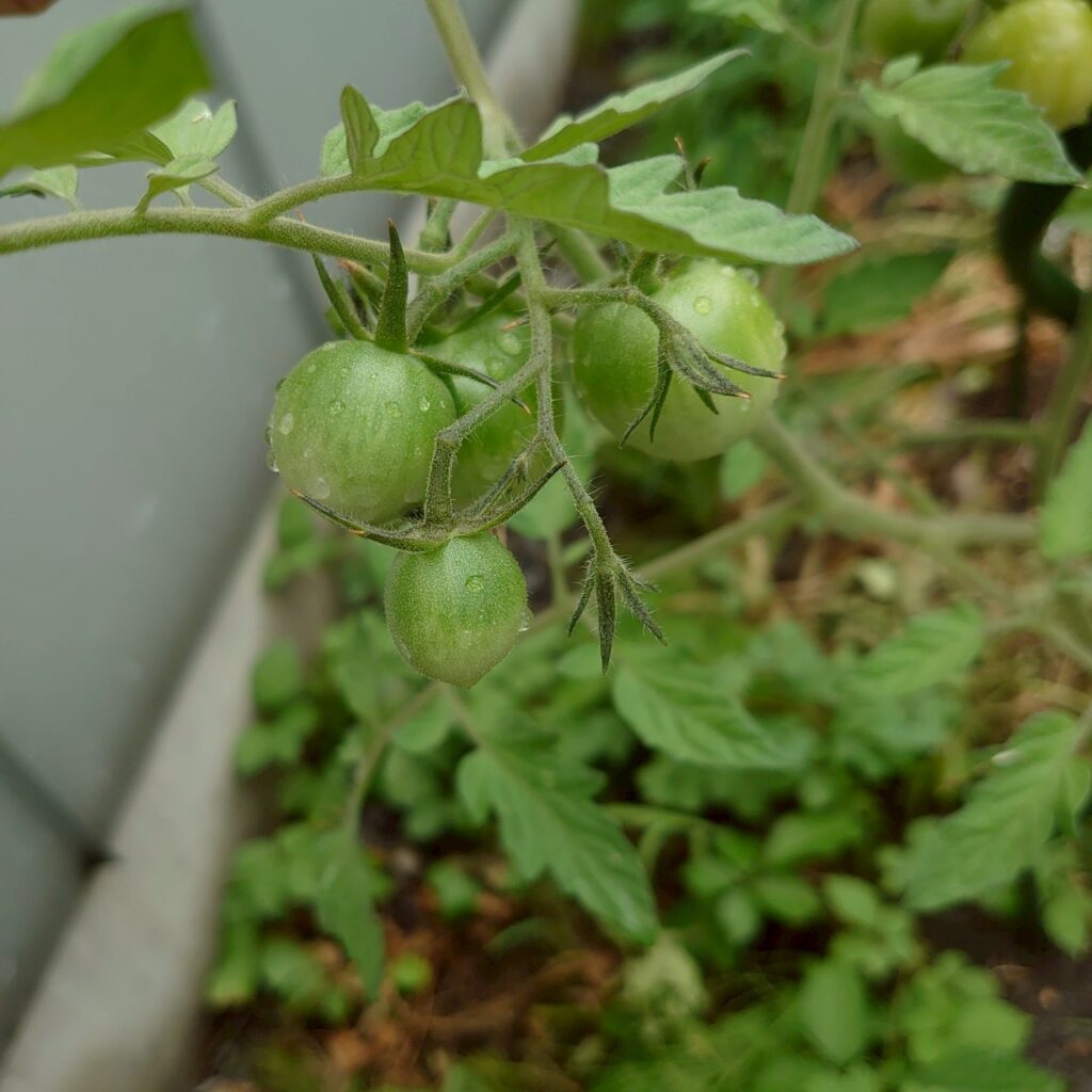 フルティカ路地④-2025/7/16