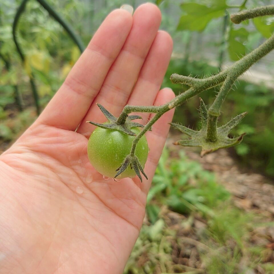 フルティカ路地⑤-2025/7/16