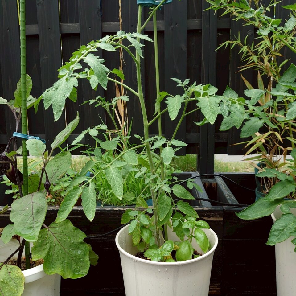 イタリアントマトプランター①-2025/7/16