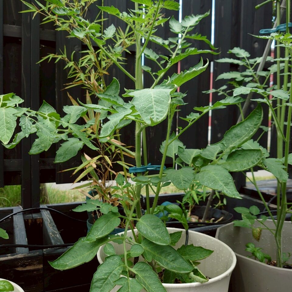 イタリアントマトプランター②-2025/7/16
