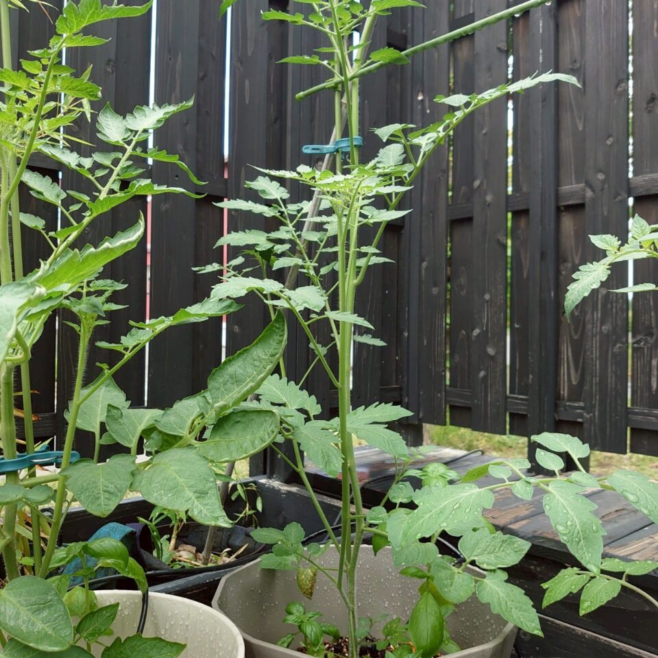 イタリアントマトプランター③-2025/7/16