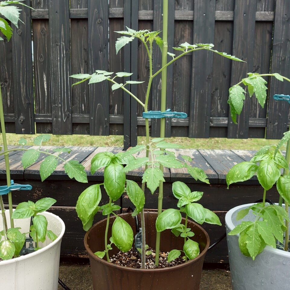 イタリアントマトプランター⑤-2025/7/16