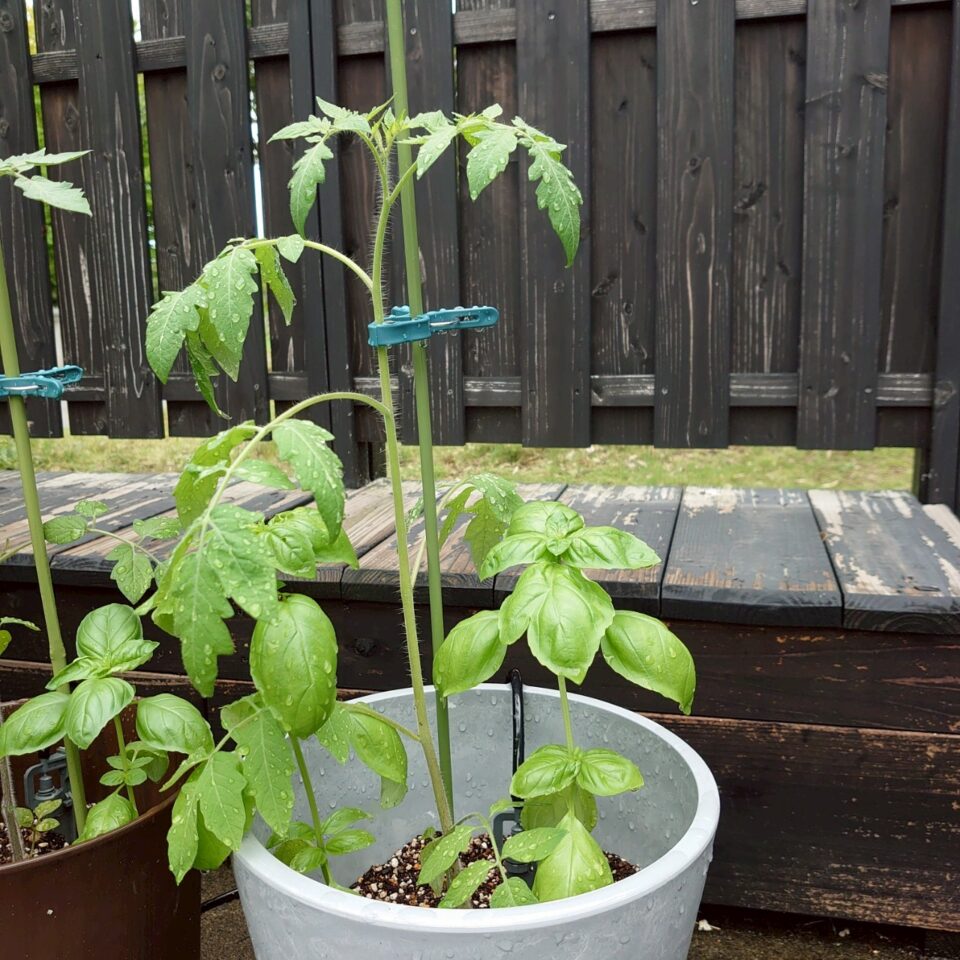 イタリアントマトプランター⑥-2025/7/16