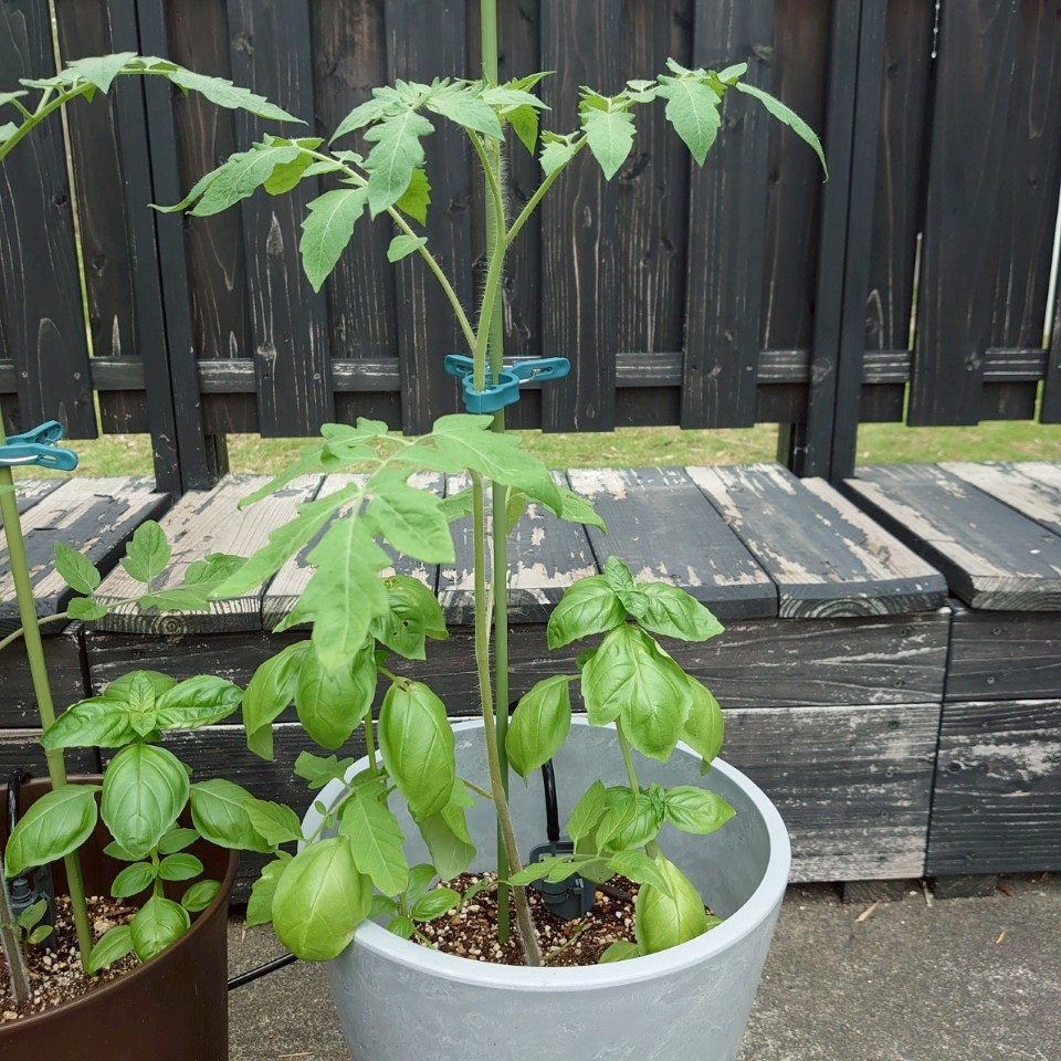 あまうまプランター-2025/7/18