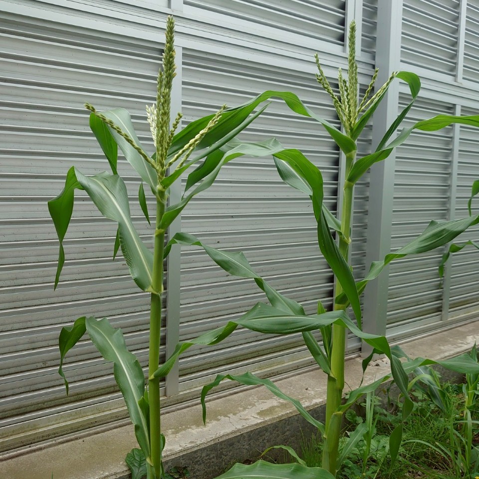 コーンビッグ露地②-2025/7/18