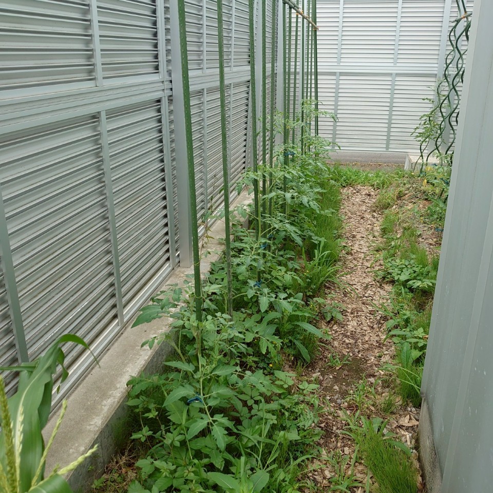 イタリアン、あまうま、フルティカ露地-2025/7/18