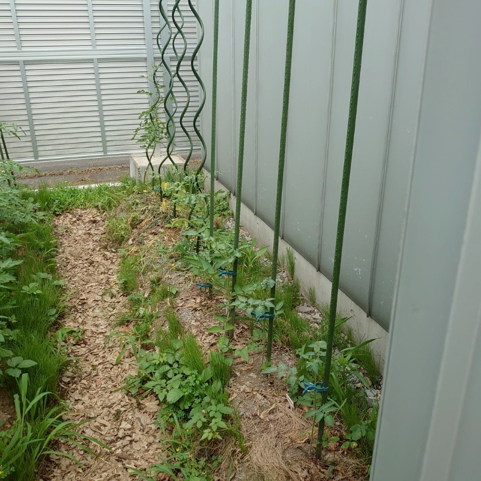 千恋、イタリアン、あまうま、フルティカ露地-2025/7/18