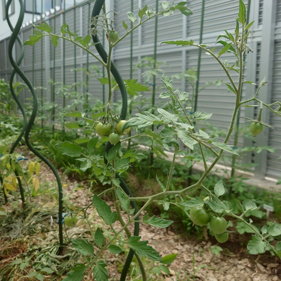 フルティカ路地②-2025/7/18