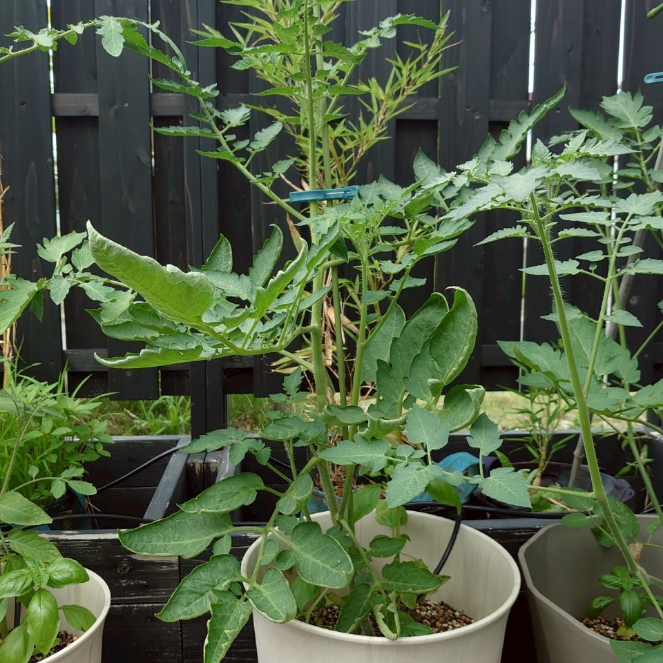 イタリアントマトプランター-2025/7/18