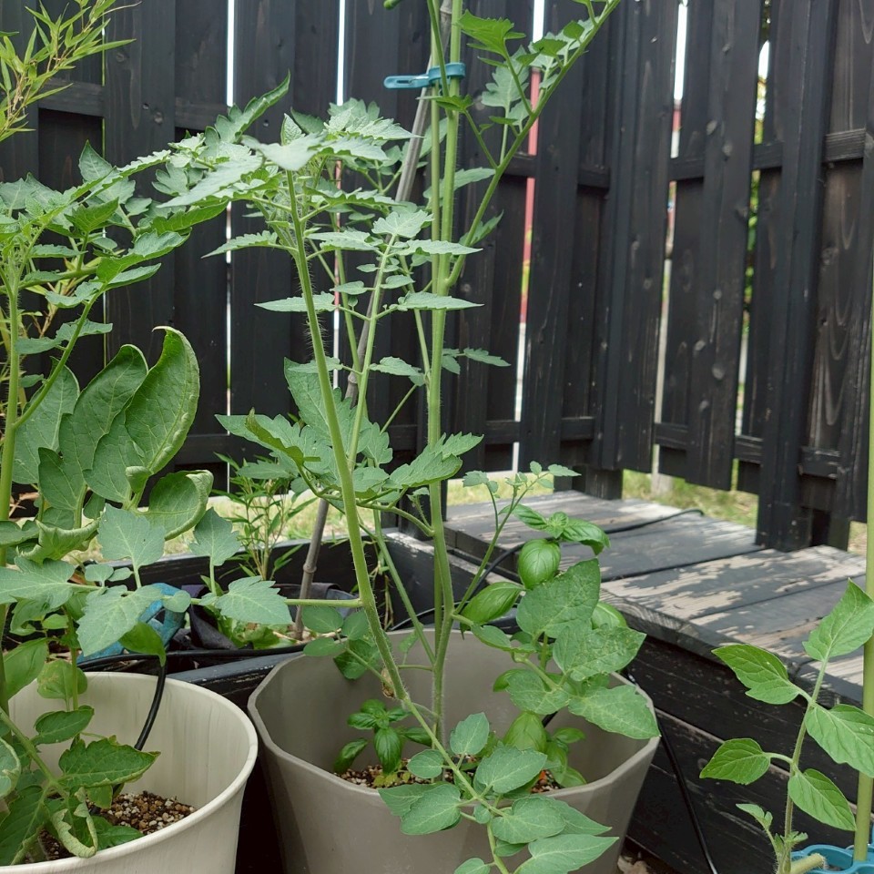 ちこプランター①-2025/7/18