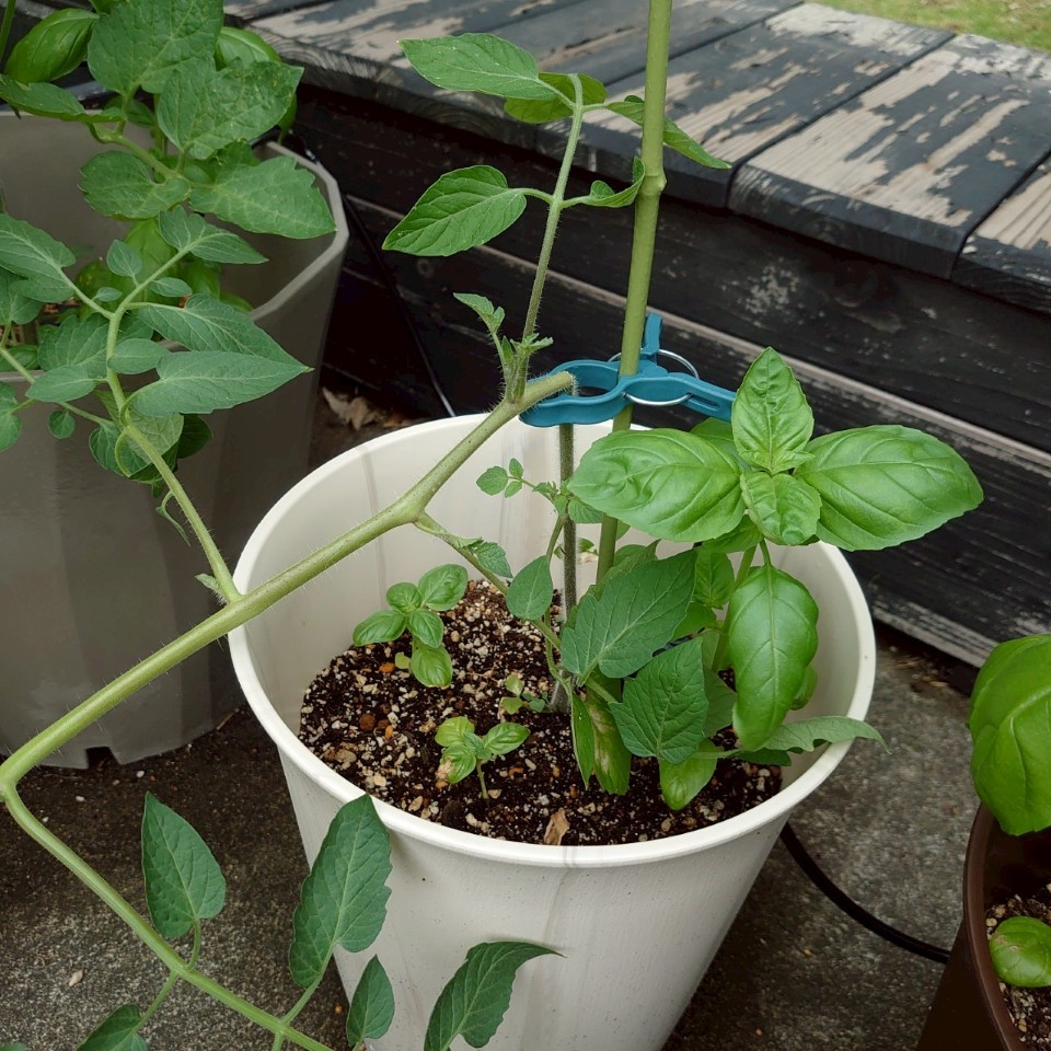 ちこプランター②-2025/7/18