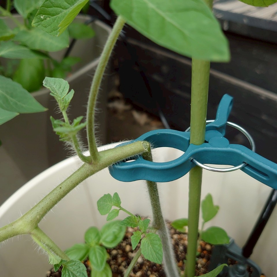 ちこプランター③-2025/7/18