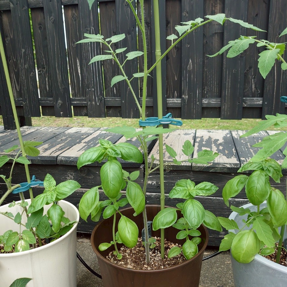 ちこプランター④-2025/7/18