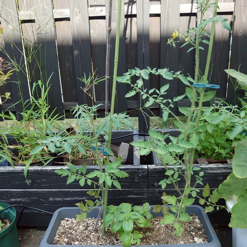 フルティカプランター-2025/7/22