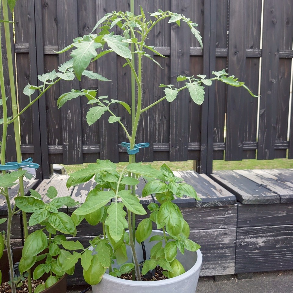 あまうまプランター-2025/7/22