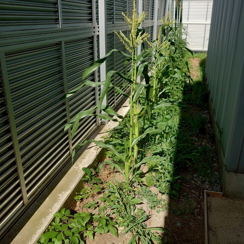 コーンビッグ露地①-2025/7/22