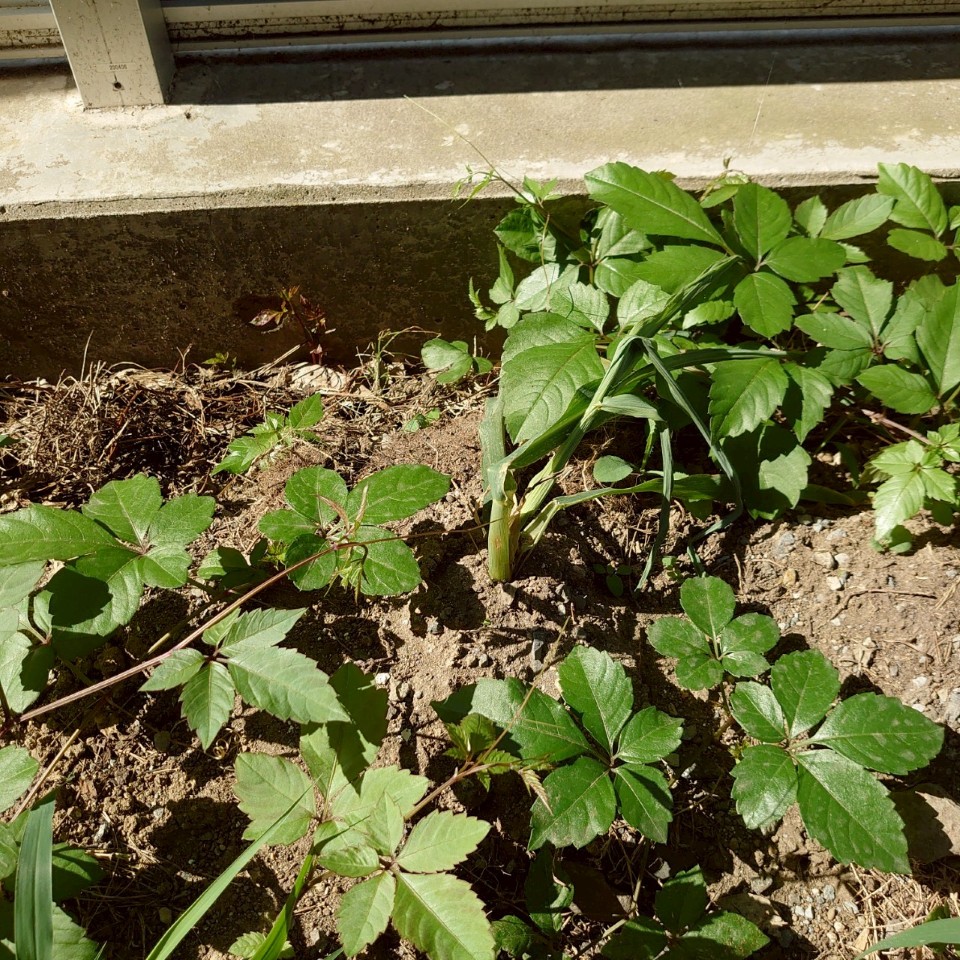 コーンビッグ露地②-2025/7/22