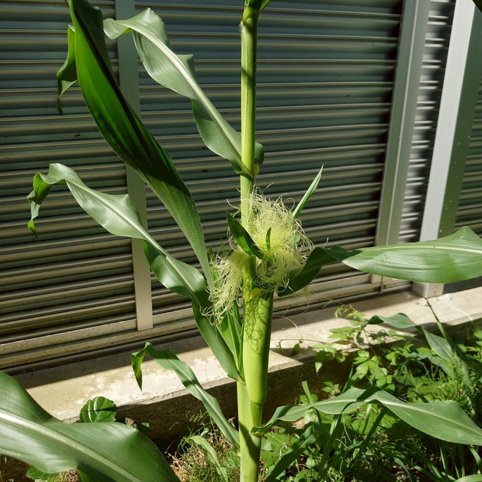 コーンビッグ露地③-2025/7/22