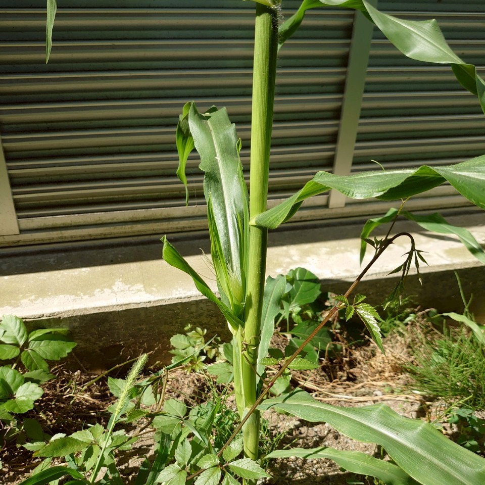 コーンビッグ露地④-2025/7/22