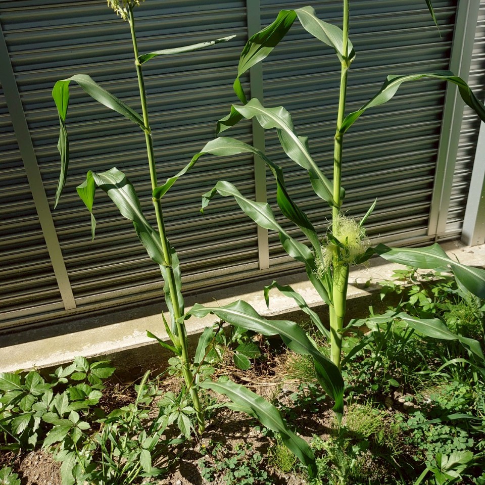 コーンビッグ露地⑤-2025/7/22