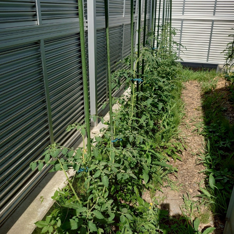 イタリアン、あまうま、フルティカ露地-2025/7/22