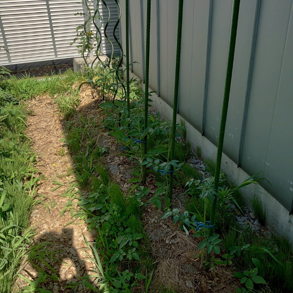 千恋、イタリアン、あまうま、フルティカ露地-2025/7/22