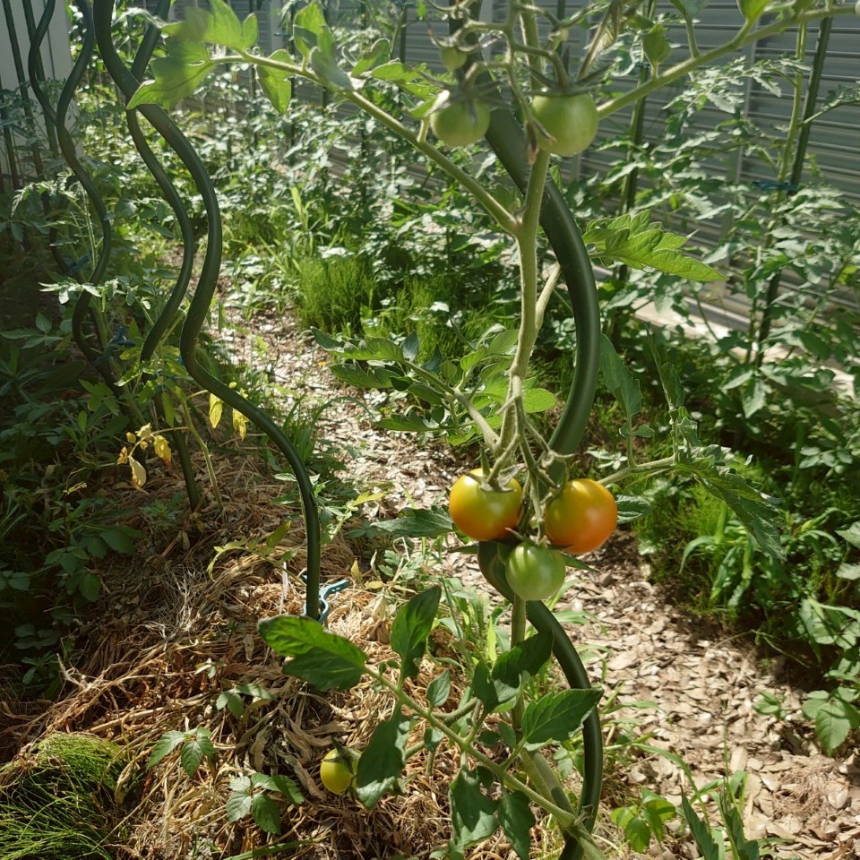 フルティカ路地②-2025/7/22