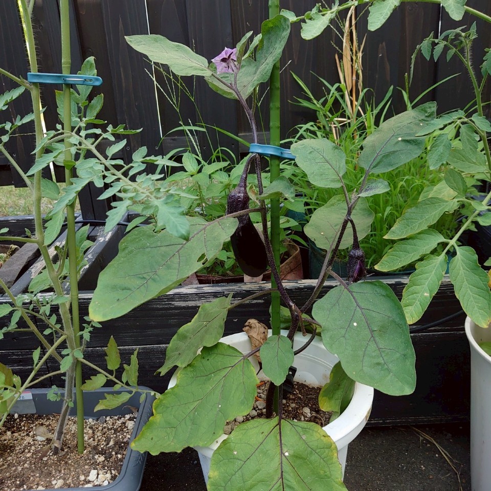 なすプランター①-2025/7/22